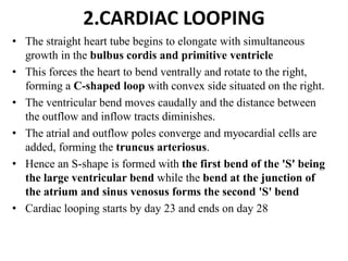 Comprehensive Embryology of the Heart and Great Vessels Development | PDF
