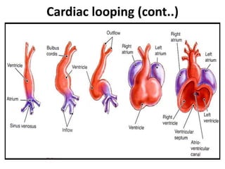 Comprehensive Embryology of the Heart and Great Vessels Development | PDF