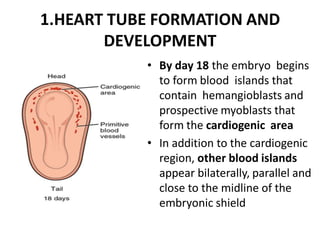 Comprehensive Embryology of the Heart and Great Vessels Development | PDF
