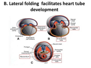 Comprehensive Embryology of the Heart and Great Vessels Development | PDF