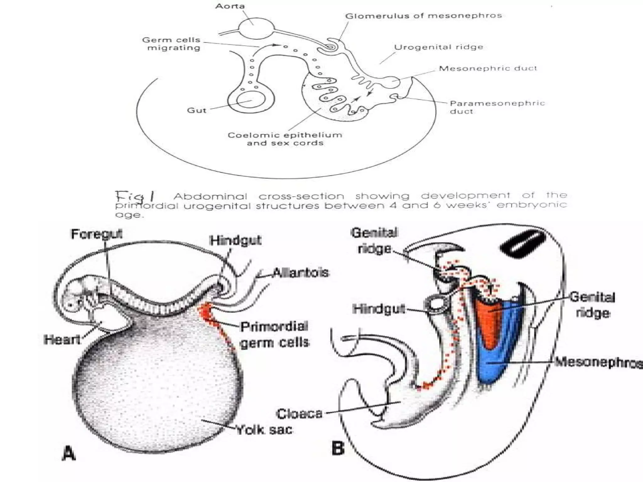 Rogenital Ridge Embryology of the urogenital system | PPT