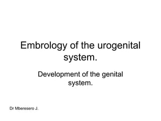 Embrology of the urogenital
             system.
              Development of the genital
                      system.


Dr Mberesero J.
 