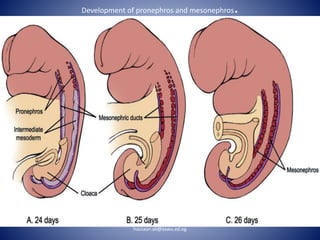 Development of pronephros and mesonephros.
hassaan.ali@aswu.ed.eg
 