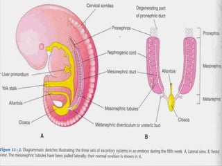 hassaan.ali@aswu.ed.eg
 