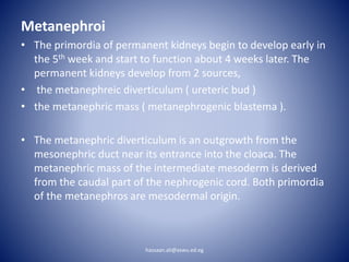 Metanephroi
• The primordia of permanent kidneys begin to develop early in
the 5th week and start to function about 4 weeks later. The
permanent kidneys develop from 2 sources,
• the metanephreic diverticulum ( ureteric bud )
• the metanephric mass ( metanephrogenic blastema ).
• The metanephric diverticulum is an outgrowth from the
mesonephric duct near its entrance into the cloaca. The
metanephric mass of the intermediate mesoderm is derived
from the caudal part of the nephrogenic cord. Both primordia
of the metanephros are mesodermal origin.
hassaan.ali@aswu.ed.eg
 