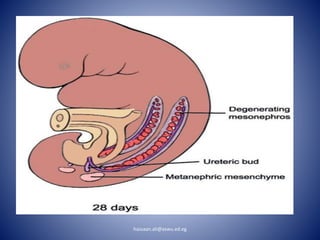 hassaan.ali@aswu.ed.eg
 