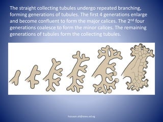 The straight collecting tubules undergo repeated branching,
forming generations of tubules. The first 4 generations enlarge
and become confluent to form the major calices. The 2nd four
generations coalesce to form the minor calices. The remaining
generations of tubules form the collecting tubules.
hassaan.ali@aswu.ed.eg
 