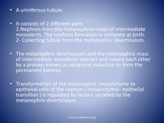 • A uriniferous tubule:
• It consists of 2 different parts
1.Nephron from the metanephron mass of intermediate
mesoderm. The nephron formation is complete at birth.
2- Collecting tubule from the metanephric diverticulum.
• The metanephric diverticulum and the metanephric mass
of intermediate mesoderm interact and induce each other
by a process known as reciprocal induction to form the
permanent kidneys.
• Transformation of the metanephric mesenchyme to
epithelial cells of the nephon ( mesenchymal- epithelial
transition ) is regulated by factors secreted by the
metanephric diverticulum.
hassaan.ali@aswu.ed.eg
 