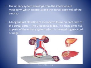 • The urinary system develops from the intermediate
mesoderm which extends along the dorsal body wall of the
embryo
• A longitudinal elevation of mesoderm forms on each side of
the dorsal aorta – The Urogenital Ridge. This ridge gives rise
to parts of the urinary system which is the nephrogenic cord
or ridge.
hassaan.ali@aswu.ed.eg
 