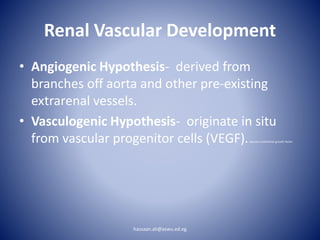 Renal Vascular Development
• Angiogenic Hypothesis- derived from
branches off aorta and other pre-existing
extrarenal vessels.
• Vasculogenic Hypothesis- originate in situ
from vascular progenitor cells (VEGF).vascular endothelial growth factor
hassaan.ali@aswu.ed.eg
 