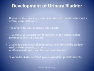 Development of Urinary Bladder
• Division of the cloaca by urorectal septum into dorsal rectum and a
ventral urogenital sinus.
• The urogenital sinus is divided into 3 parts:
• 1- A cranial vesical part that forms most of the bladder and is
continuous with the allantois.
•
• 2- A middle pelvic part that becomes the urethra in the bladder
neck and the prostatic part of
urethra in male and the entire urethra in females.
• 3- A caudal phallic part that grows toward the genital tubercle.
hassaan.ali@aswu.ed.eg
 