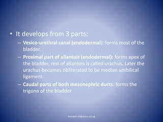 • It develops from 3 parts:
– Vesico-urethral canal (endodermal): forms most of the
bladder.
– Proximal part of allantois (endodermal): forms apex of
the bladder, rest of allantois is called urachus. Later the
urachus becomes obliterated to be median umbilical
ligament.
– Caudal parts of both mesonephric ducts: forms the
trigone of the bladder
hassaan.ali@aswu.ed.eg
 