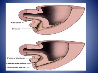 hassaan.ali@aswu.ed.eg
 