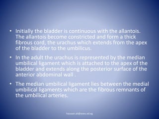 • Initially the bladder is continuous with the allantois.
The allantois become constricted and form a thick
fibrous cord, the urachus which extends from the apex
of the bladder to the umbilicus.
• In the adult the urachus is represented by the median
umbilical ligament which is attached to the apex of the
bladder and extends along the posterior surface of the
anterior abdominal wall .
• The median umbilical ligament lies between the medial
umbilical ligaments which are the fibrous remnants of
the umbilical arteries.
hassaan.ali@aswu.ed.eg
 