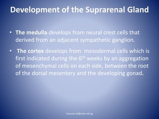 Development of the Suprarenal Gland
• The medulla develops from neural crest cells that
derived from an adjacent sympathetic ganglion.
• The cortex develops from mesodermal cells which is
first indicated during the 6th weeks by an aggregation
of mesenchymal cells on each side, between the root
of the dorsal mesentery and the developing gonad.
hassaan.ali@aswu.ed.eg
 