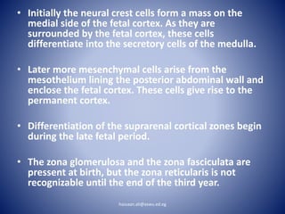 • Initially the neural crest cells form a mass on the
medial side of the fetal cortex. As they are
surrounded by the fetal cortex, these cells
differentiate into the secretory cells of the medulla.
• Later more mesenchymal cells arise from the
mesothelium lining the posterior abdominal wall and
enclose the fetal cortex. These cells give rise to the
permanent cortex.
• Differentiation of the suprarenal cortical zones begin
during the late fetal period.
• The zona glomerulosa and the zona fasciculata are
pressent at birth, but the zona reticularis is not
recognizable until the end of the third year.
hassaan.ali@aswu.ed.eg
 