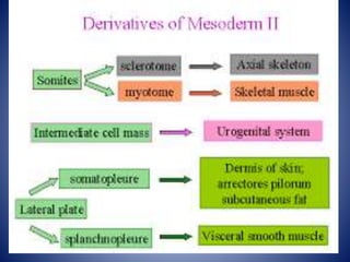 hassaan.ali@aswu.ed.eg
 