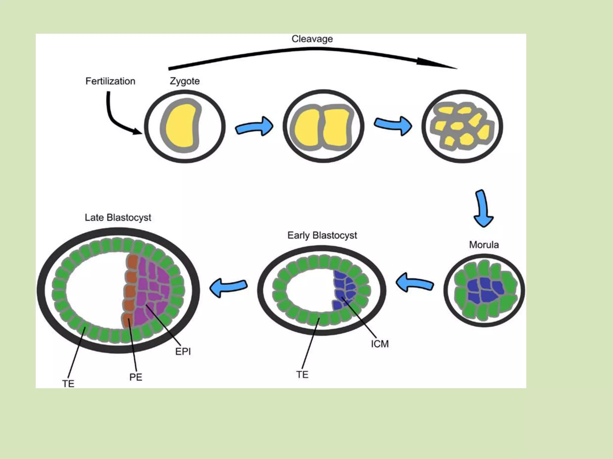 Embryo Steps Embrology Developmental stages of embryo | PPTX