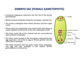 EMBRYO SAC (FEMALE GAMETOPHYTE)
• Functional megaspore represents the first cell of the female
gametophyte.
• Mostly chalazal and grows along the micropylar- chalazal axis.
• The nucleus undergoes three mitotic divisions and form eight
nuclei.
• These nuclei are reorganised; one nucleus from each group at
a pole migrates to the centre of the cell, called polar nuclei.
• The three nuclei left at the chalazal end are surrounded by
walls and form antipodals.
• The three nuclei located at the micropylar endconstitute the
egg apparatus, one serve as egg or female gamete and the
other two as synergids.
• The whole structure with two polar nuclei, three antipodals,
one egg and two synergids is the mature female
gametophyte or embryo sac.
 