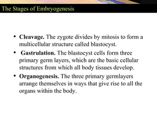 Embroylogy 