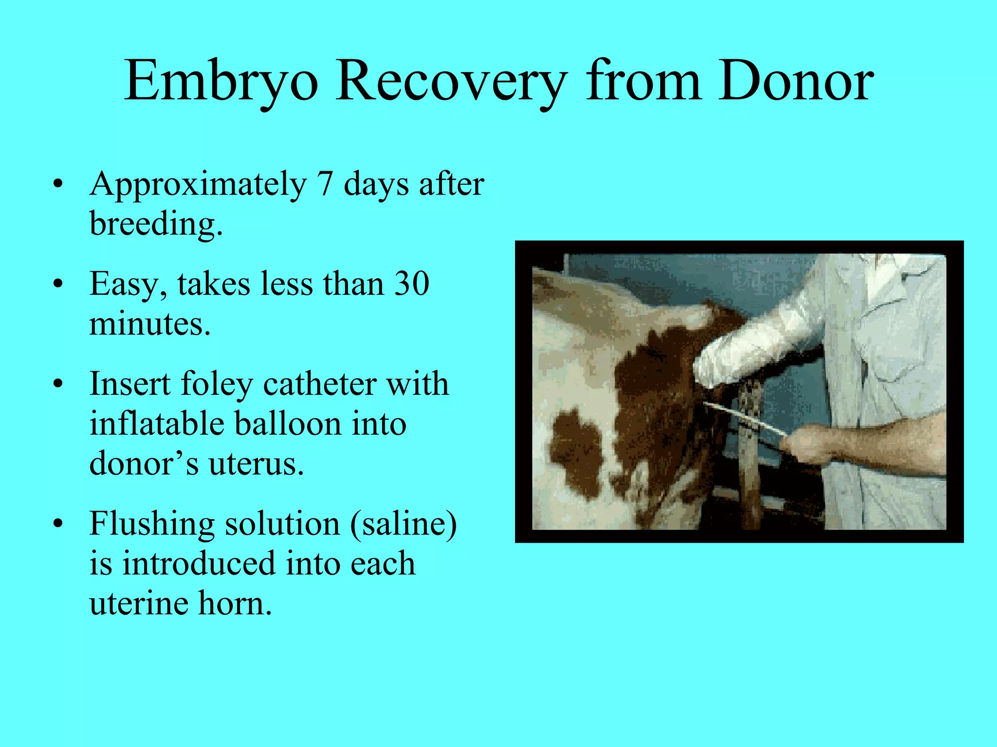 Embryo Recovery from Donor Approximately 7 days after breeding. Easy, takes less than 30 minutes.  Insert foley catheter with inflatable balloon into donor’s uterus. Flushing solution (saline) is introduced into each uterine horn. 