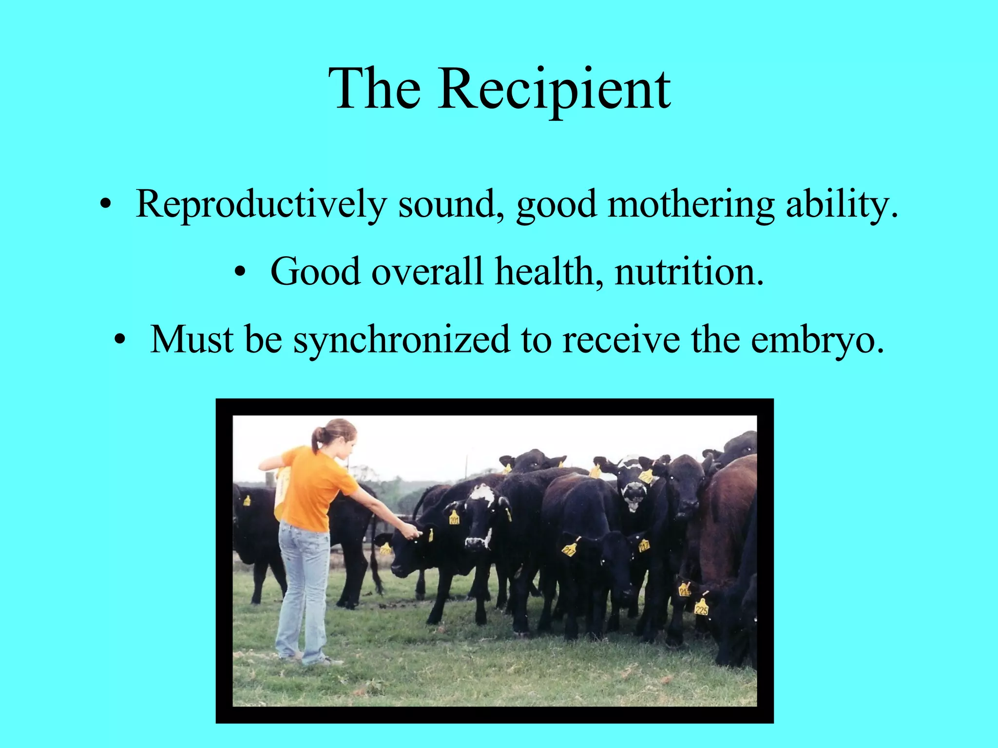 The Recipient Reproductively sound, good mothering ability. Good overall health, nutrition. Must be synchronized to receive the embryo. 