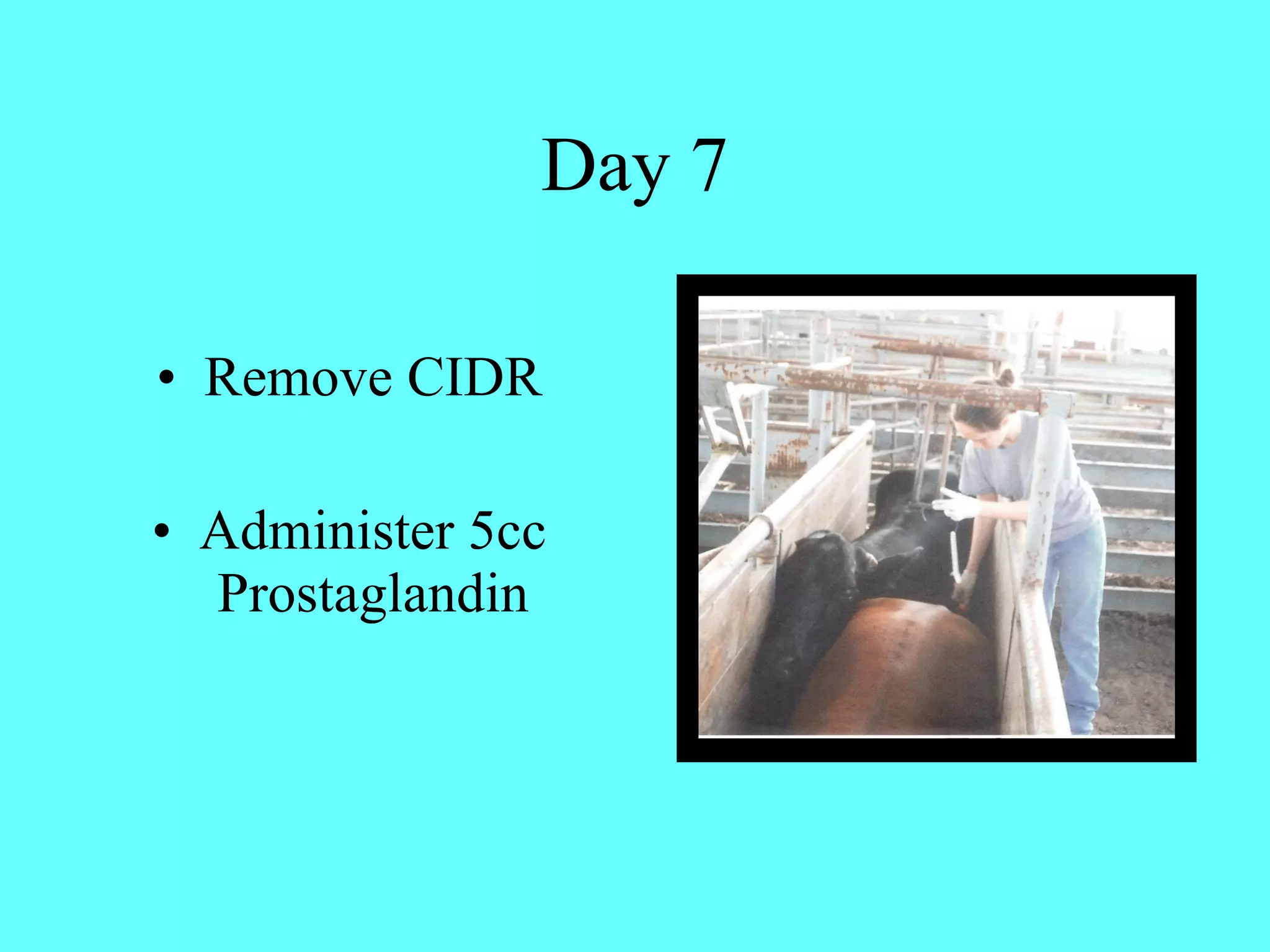 Day 7 Remove CIDR Administer 5cc Prostaglandin 