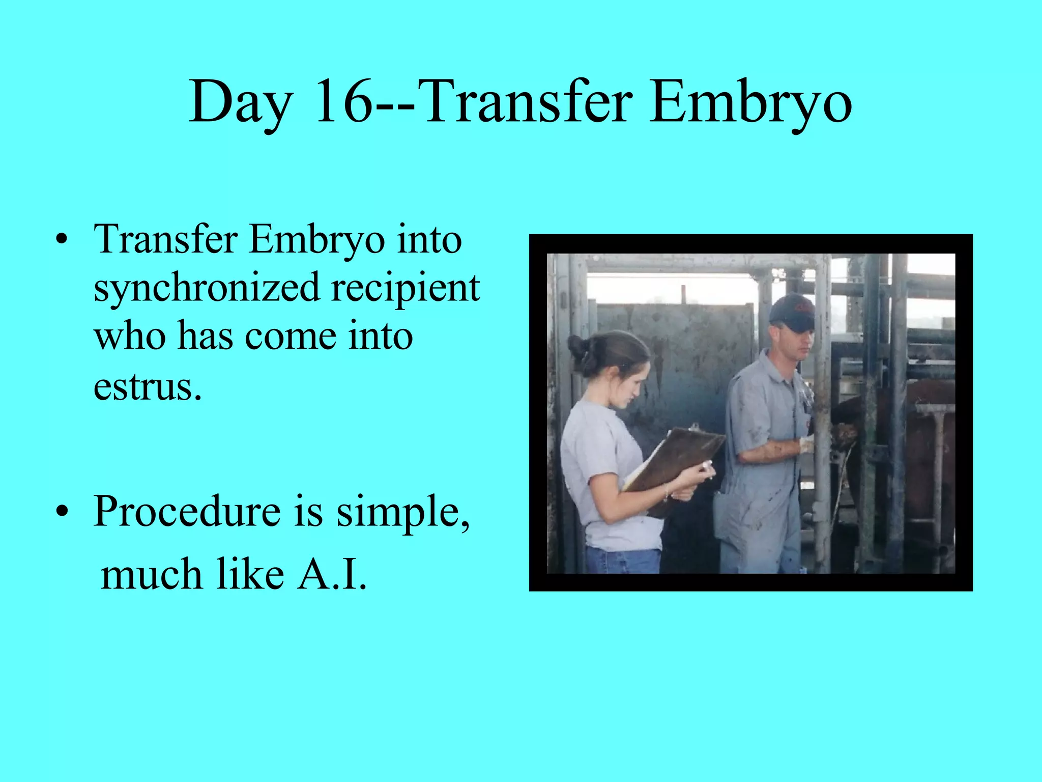 Day 16--Transfer Embryo Transfer Embryo into synchronized recipient who has come into estrus . Procedure is simple,  much like A.I. 
