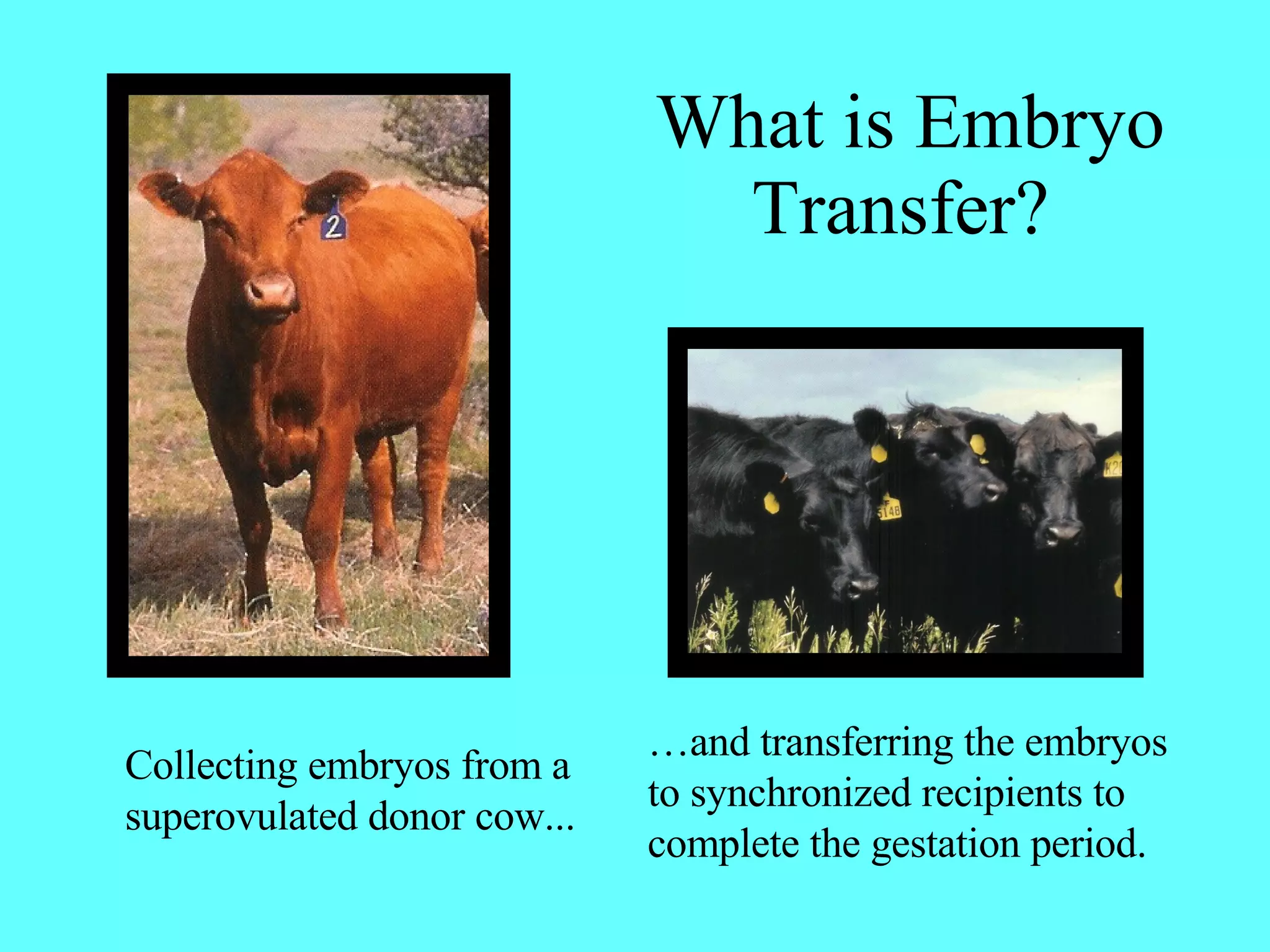 What is Embryo Transfer?  Collecting embryos from a superovulated donor cow... … and transferring the embryos to synchronized recipients to complete the gestation period. 