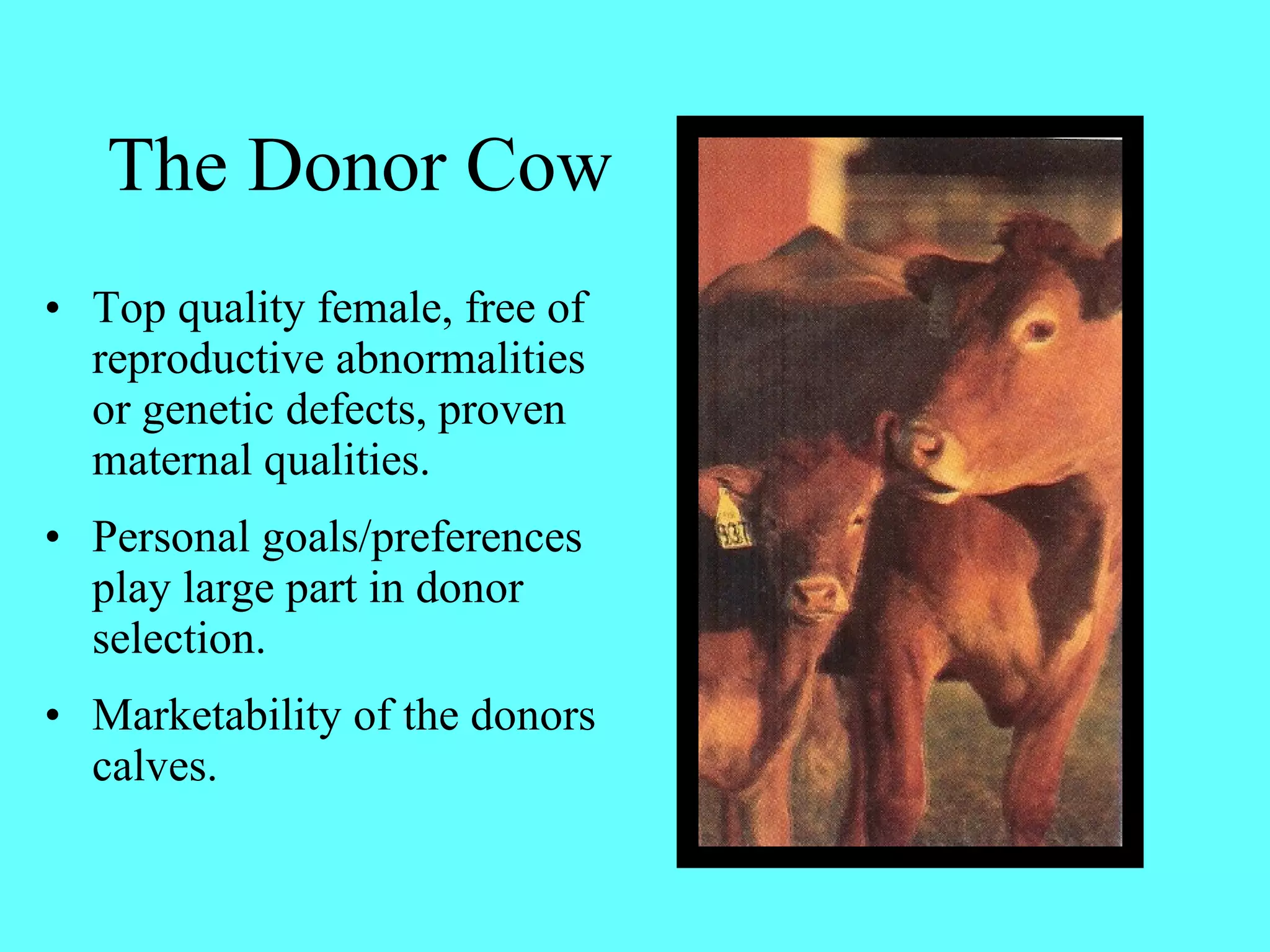 The Donor Cow Top quality female, free of  reproductive abnormalities or genetic defects, proven maternal qualities. Personal goals/preferences play large part in donor selection. Marketability of the donors calves. 