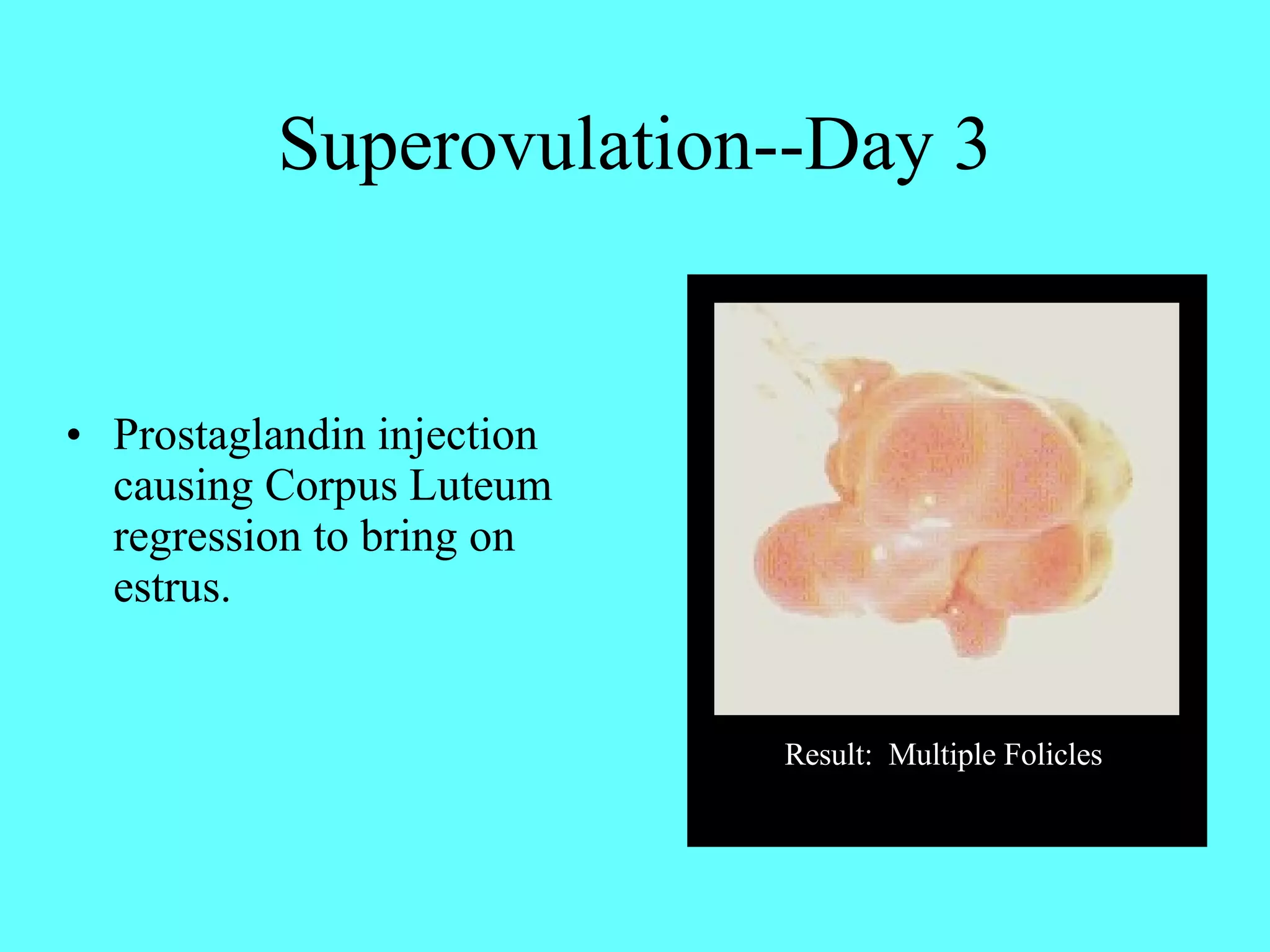 Superovulation--Day 3 Prostaglandin injection causing Corpus Luteum  regression to bring on estrus. Result:  Multiple Folicles Result:  Multiple Folicles 