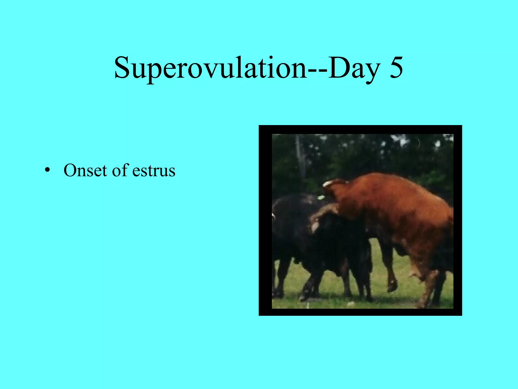 Superovulation--Day 5 Onset of estrus   