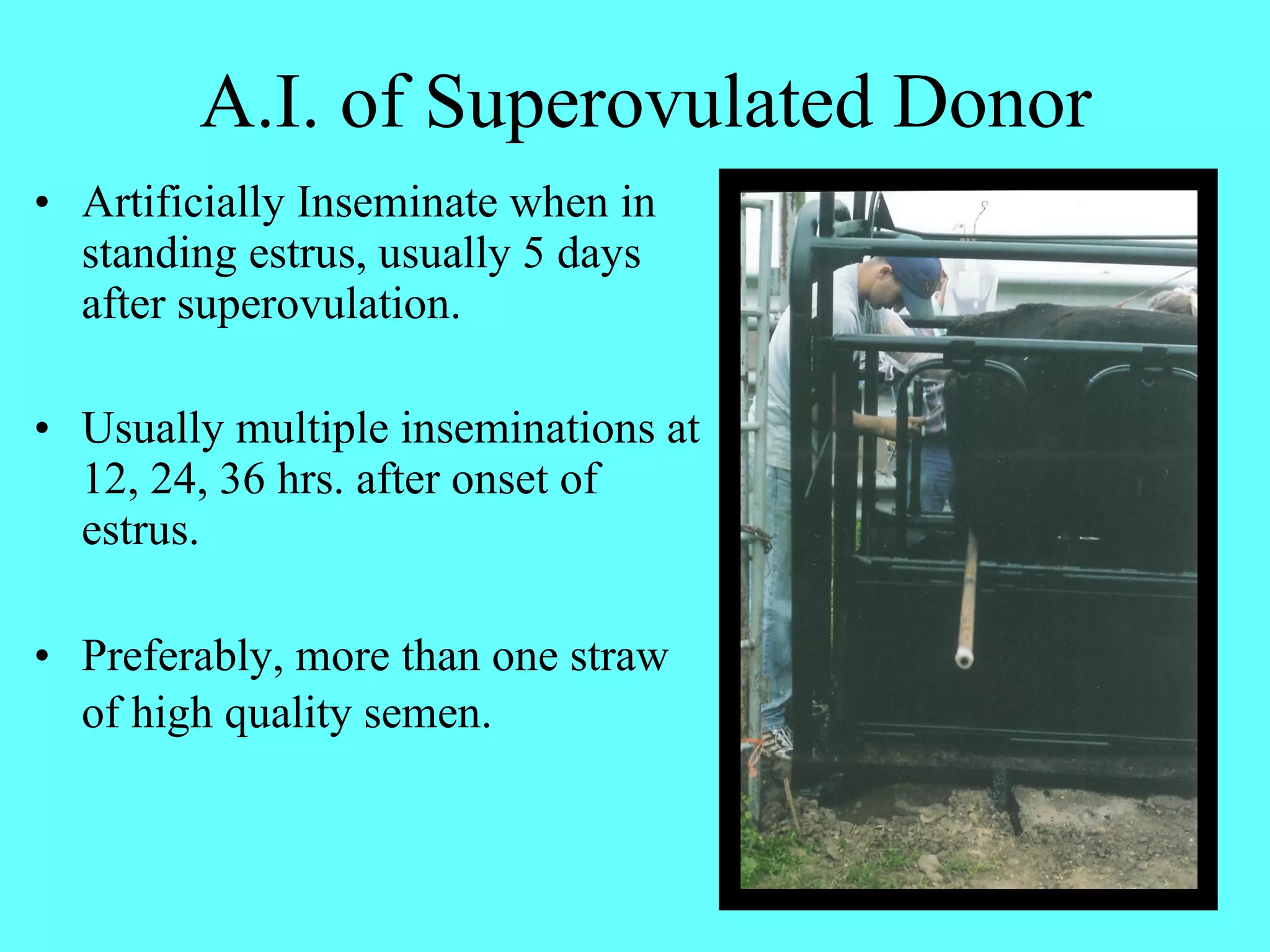 A.I. of Superovulated Donor Artificially Inseminate when in standing estrus, usually 5 days after superovulation. Usually multiple inseminations at 12, 24, 36 hrs. after onset of estrus. Preferably, more than one straw of high quality semen.   