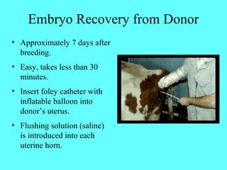 Embryo Recovery from Donor 
• Approximately 7 days after 
breeding. 
• Easy, takes less than 30 
minutes. 
• Insert foley catheter with 
inflatable balloon into 
donor’s uterus. 
• Flushing solution (saline) 
is introduced into each 
uterine horn. 
 
