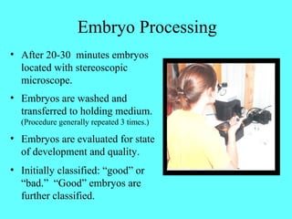 Embryo Processing 
• After 20-30 minutes embryos 
located with stereoscopic 
microscope. 
• Embryos are washed and 
transferred to holding medium. 
(Procedure generally repeated 3 times.) 
• Embryos are evaluated for state 
of development and quality. 
• Initially classified: “good” or 
“bad.” “Good” embryos are 
further classified. 
 