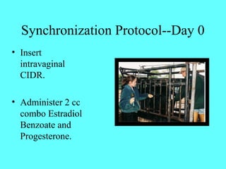 Synchronization Protocol--Day 0 
• Insert 
intravaginal 
CIDR. 
• Administer 2 cc 
combo Estradiol 
Benzoate and 
Progesterone. 
 
