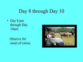 Day 8 through Day 10 
• Day 8 pm 
through Day 
10am: 
Observe for 
onset of estrus. 
 