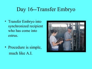 Day 16--Transfer Embryo 
• Transfer Embryo into 
synchronized recipient 
who has come into 
estrus. 
• Procedure is simple, 
much like A.I. 
 
