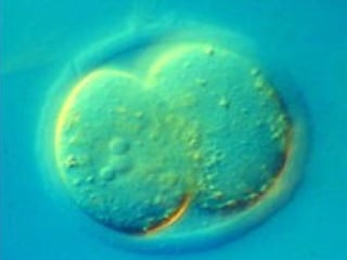 複製  Embryo-090423111342-phpapp02 (1)