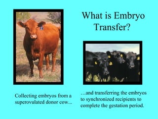 What is Embryo 
Transfer? 
Collecting embryos from a 
superovulated donor cow... 
…and transferring the embryos 
to synchronized recipients to 
complete the gestation period. 
 