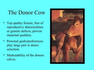 The Donor Cow 
• Top quality female, free of 
reproductive abnormalities 
or genetic defects, proven 
maternal qualities. 
• Personal goals/preferences 
play large part in donor 
selection. 
• Marketability of the donors 
calves. 
 