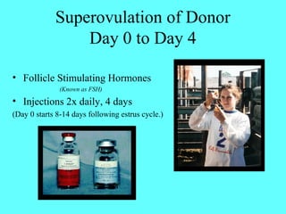 Superovulation of Donor 
Day 0 to Day 4 
• Follicle Stimulating Hormones 
(Known as FSH) 
• Injections 2x daily, 4 days 
(Day 0 starts 8-14 days following estrus cycle.) 
 