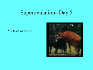Superovulation--Day 5 
• Onset of estrus 
 
