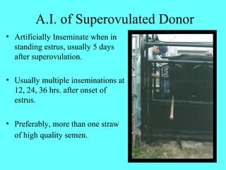 A.I. of Superovulated Donor 
• Artificially Inseminate when in 
standing estrus, usually 5 days 
after superovulation. 
• Usually multiple inseminations at 
12, 24, 36 hrs. after onset of 
estrus. 
• Preferably, more than one straw 
of high quality semen. 
 