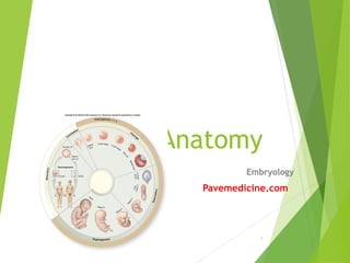Hu Anatomy
Embryology
Pavemedicine.com
1
 