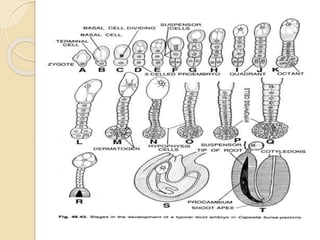 Developement of Embryo | PDF