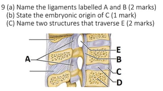 9 (a) Name the ligaments labelled A and B (2 marks)
(b) State the embryonic origin of C (1 mark)
(C) Name two structures that traverse E (2 marks)
 