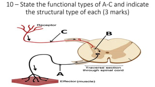 10 – State the functional types of A-C and indicate
the structural type of each (3 marks)
 