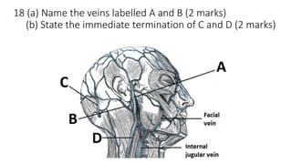 18 (a) Name the veins labelled A and B (2 marks)
(b) State the immediate termination of C and D (2 marks)
 