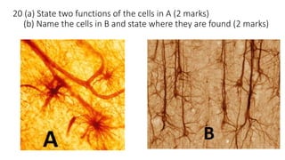 20 (a) State two functions of the cells in A (2 marks)
(b) Name the cells in B and state where they are found (2 marks)
 